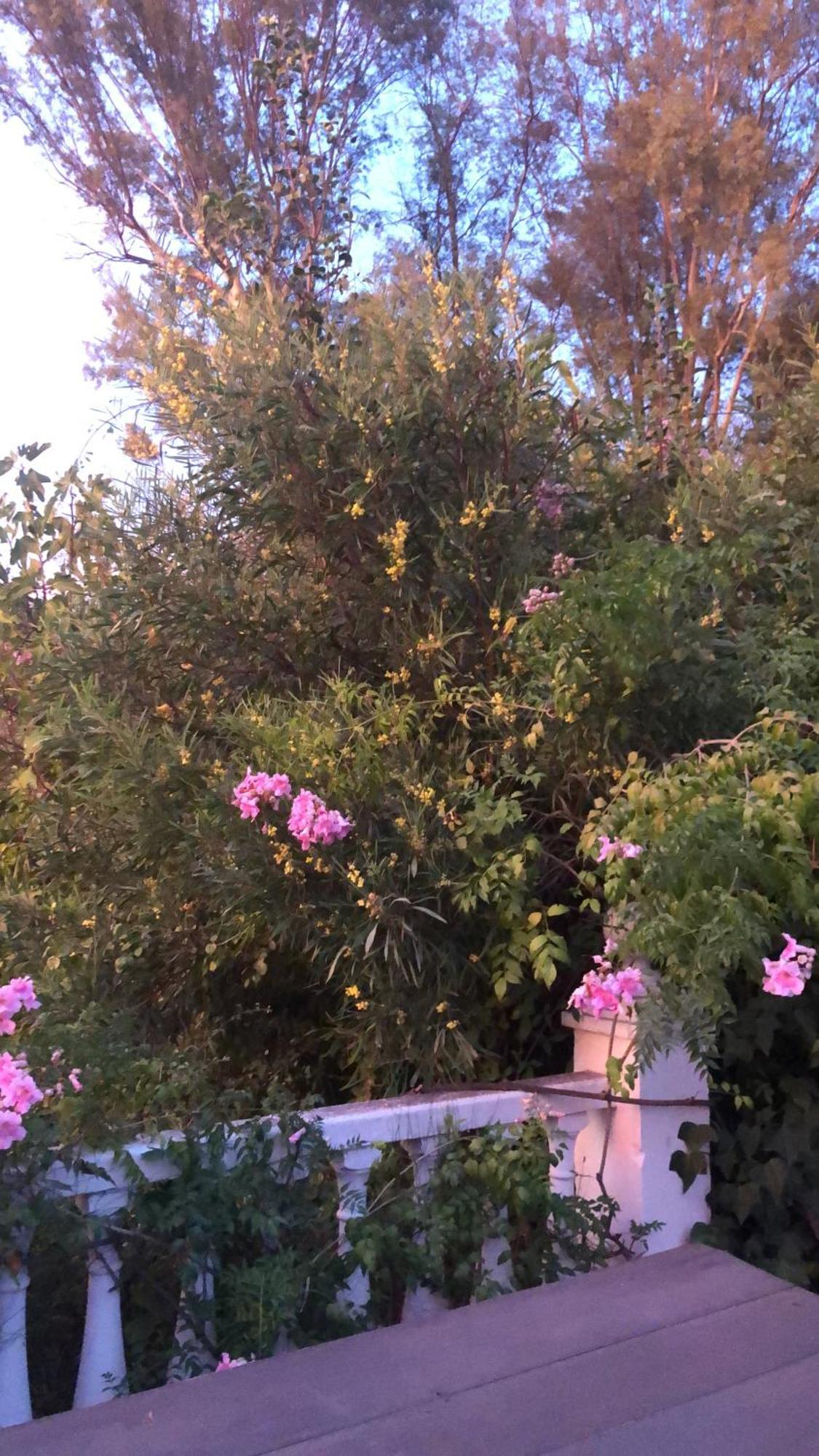 Finca El Rio,, La Casita One Of 2 Self Catering Studios. Pool And Hydrotherapy Jacuzzi Málaga Dış mekan fotoğraf